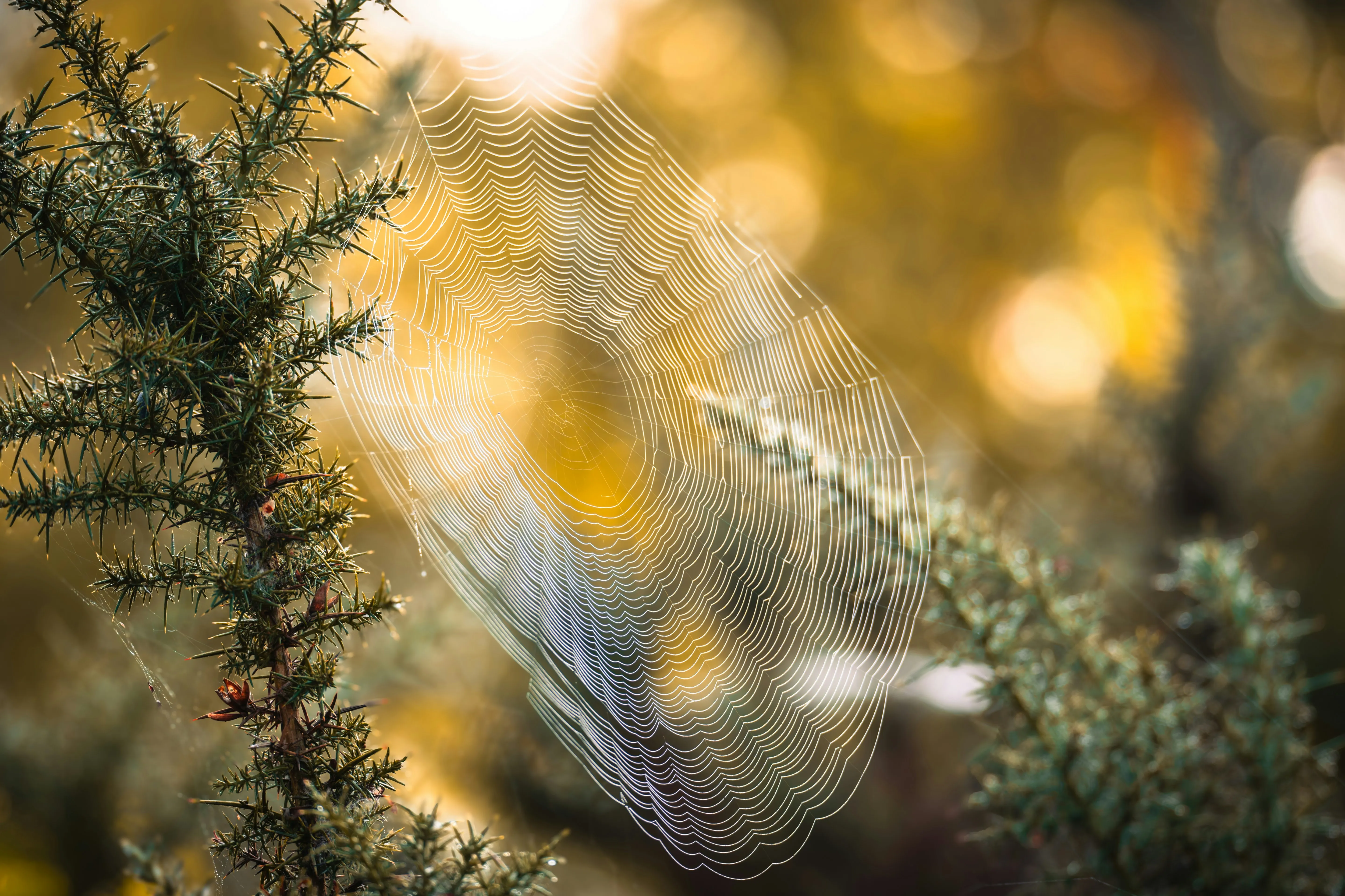 Intricate natural detail showing careful craft and attention - representing craft over scale